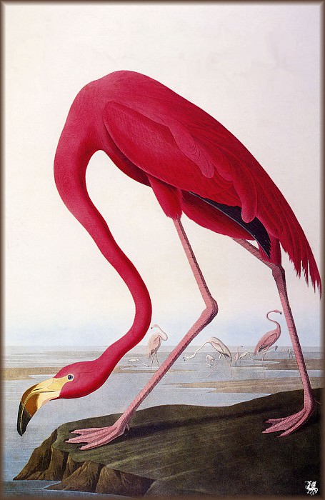 Изображение в архиве: ma Audubon American Flamingo, Автор: Audubon, John James