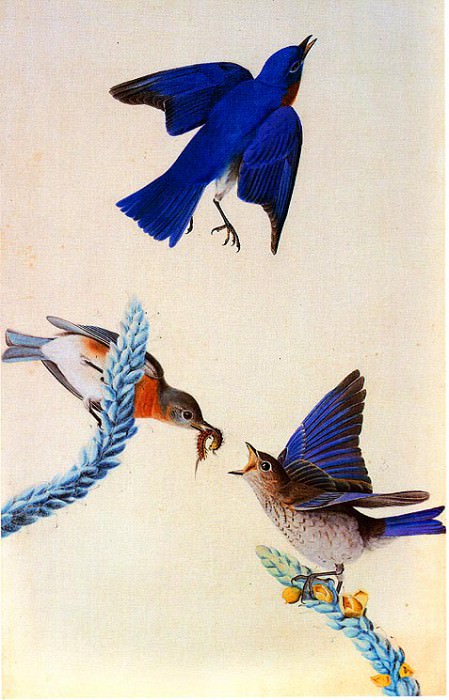 Изображение в архиве: jja 0010 Eastern Bluebird 1820-1822 Louisiana sqs, Автор: Audubon, John James