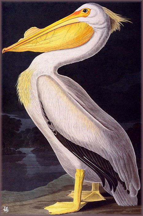   : ma Audubon American White Pelican, : Audubon, John James