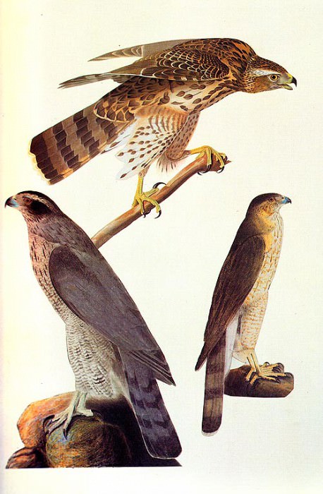 Изображение в архиве: jja 0004 Goshawk and Coopers Hawk 1810 sqs, Автор: Audubon, John James