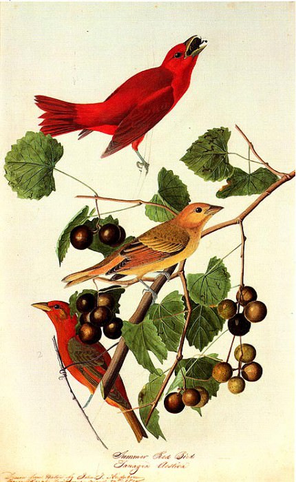 Изображение в архиве: jja 0008 Summer Tanager Bayou Sara-Louisiana-August 27, 1821 sqs, Автор: Audubon, John James