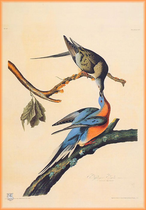 Изображение в архиве: ma Audubon Passenger Pigeon, Автор: Audubon, John James Изображение в архиве: ma Audubon Passenger Pigeon, Автор: Audubon, John James