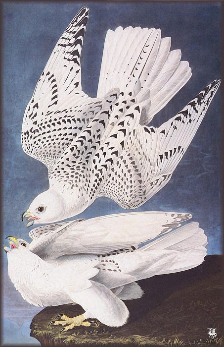 Изображение в архиве: ma Audubon Falcon, Автор: Audubon, John James