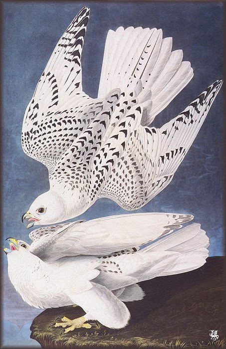 Изображение в архиве: ma Audubon Falcon, Автор: Audubon, John James Изображение в архиве: ma Audubon Falcon, Автор: Audubon, John James