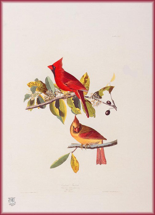 Изображение в архиве: ma Audubon Cardinal, Автор: Audubon, John James