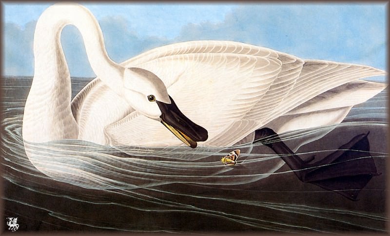 Изображение в архиве: ma Audubon Trumpeter Swan, Автор: Audubon, John James