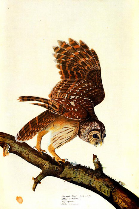 Изображение в архиве: jja 0012 Barred Owl about 1821 sqs, Автор: Audubon, John James