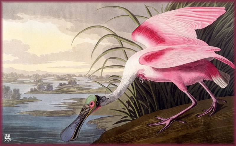 Изображение в архиве: ma Audubon Rosate Spoonbill, Автор: Audubon, John James