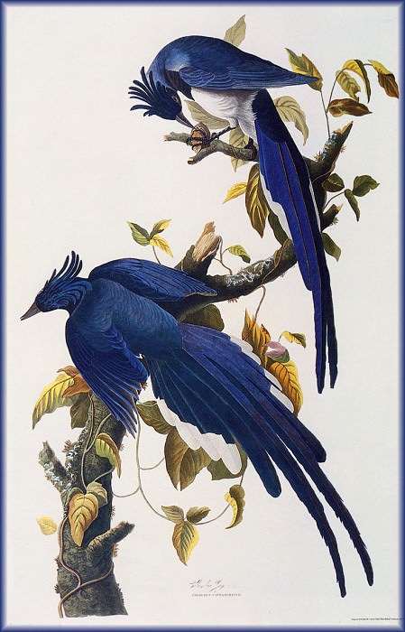 Изображение в архиве: ma Audubon Jays, Автор: Audubon, John James