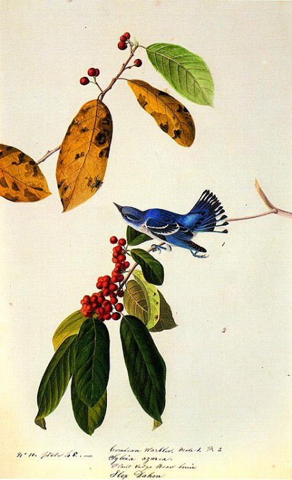 Изображение в архиве: jja 0007 Cerulean Warbler 1822-Louisiana or Mississippi sqs, Автор: Audubon, John James