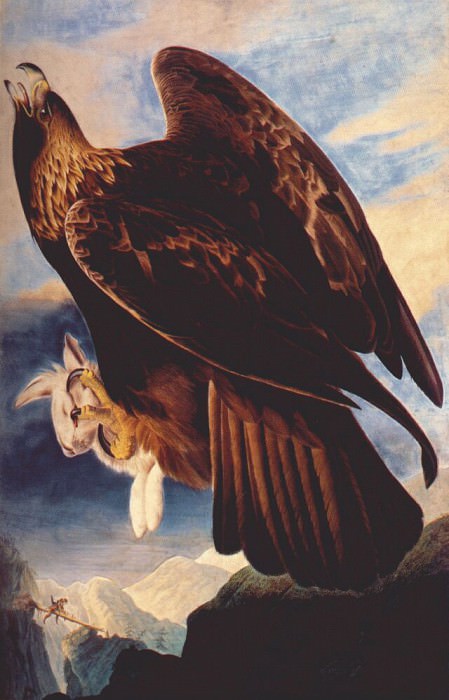 Изображение в архиве: audubon golden eagle 1833-4, Автор: Audubon, John James