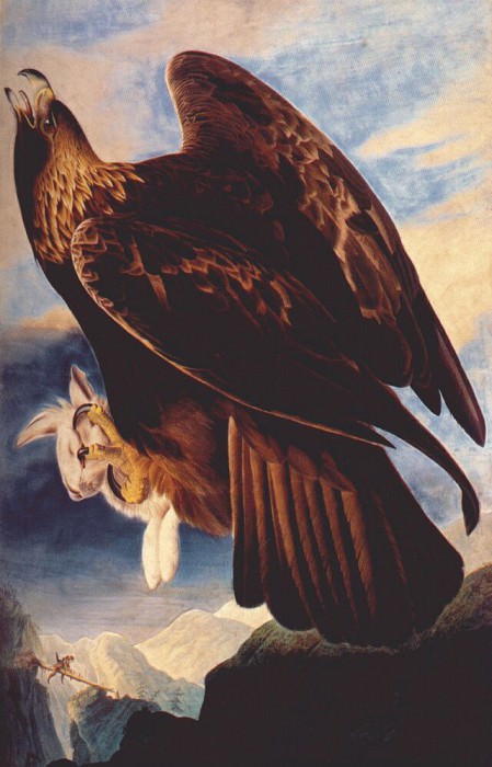 Изображение в архиве: audubon golden eagle 1833-4, Автор: Audubon, John James Изображение в архиве: audubon golden eagle 1833-4, Автор: Audubon, John James