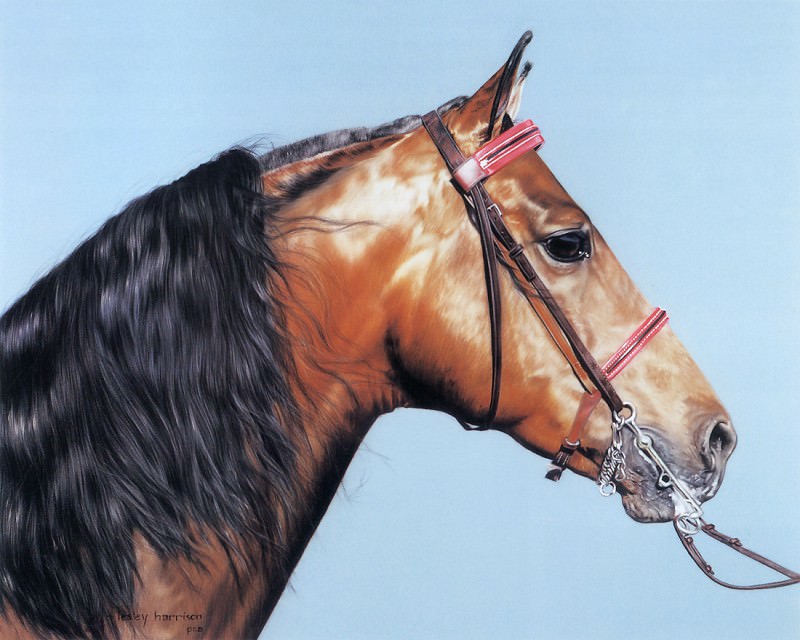 kb Harrison Morgan Stallion, �����: Harrison, LesleyHarrison, Lesley (�������� �� Gallerix.ru)