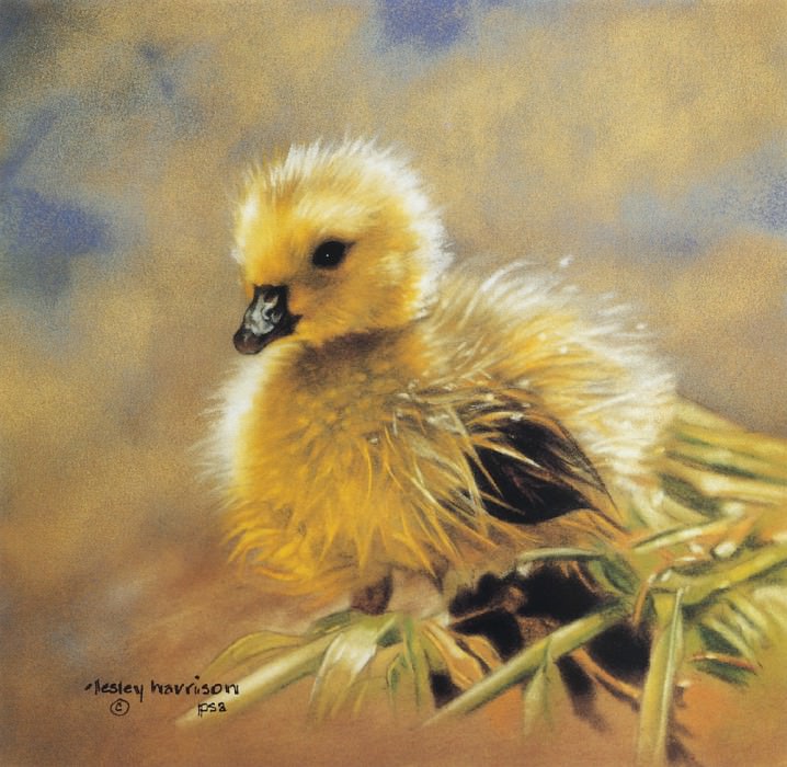 kb Harrison New Feathers, �����: Harrison, LesleyHarrison, Lesley (�������� �� Gallerix.ru)
