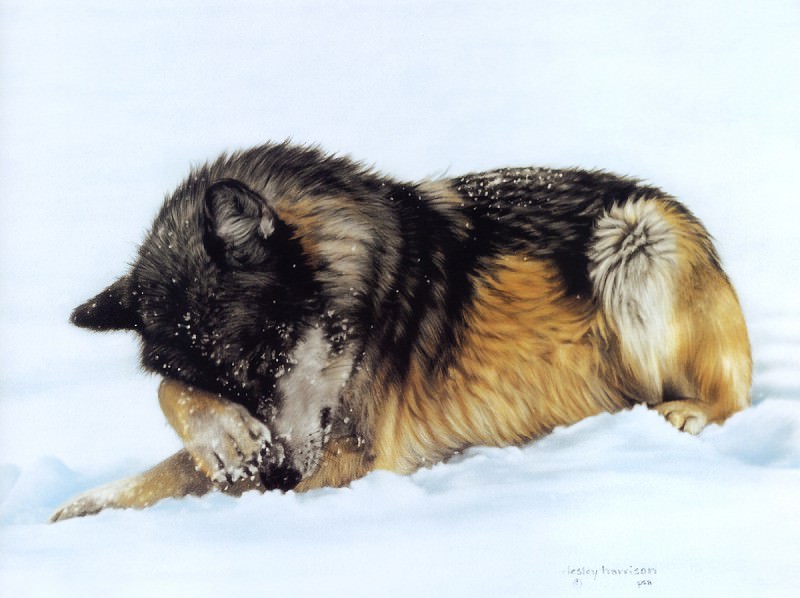 kb Harrison Snow Flurries, �����: Harrison, LesleyHarrison, Lesley (�������� �� Gallerix.ru)