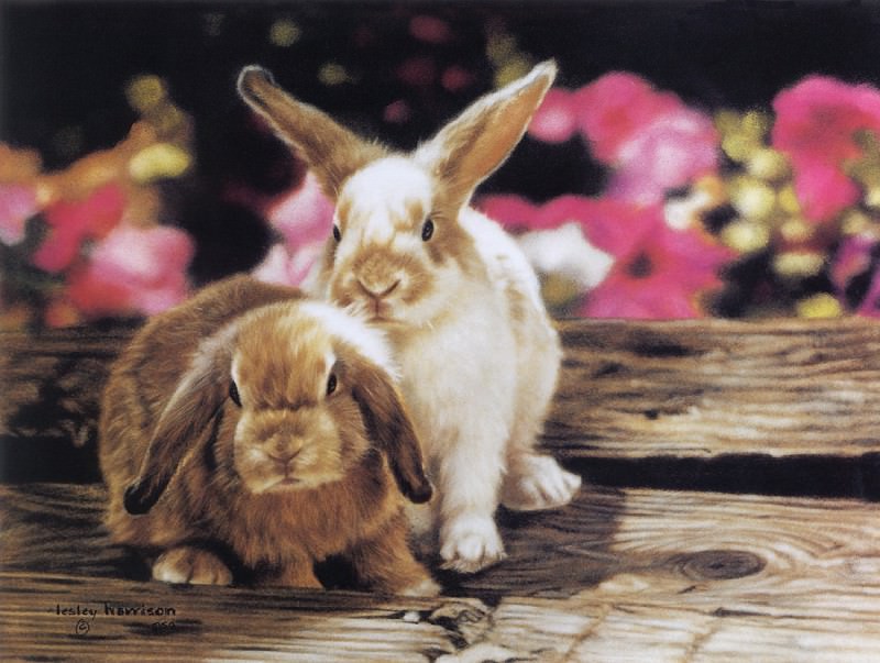 kb Harrison Bunnies in Petunias, �����: Harrison, LesleyHarrison, Lesley (�������� �� Gallerix.ru)