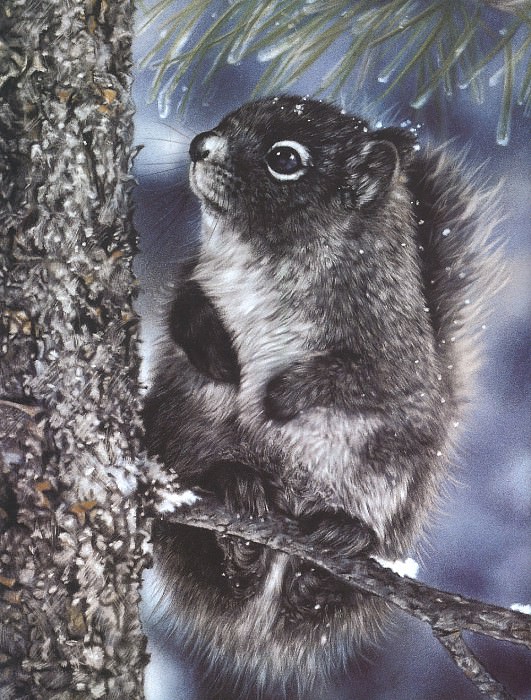 kb Harrison Squirrel, �����: Harrison, LesleyHarrison, Lesley (�������� �� Gallerix.ru)
