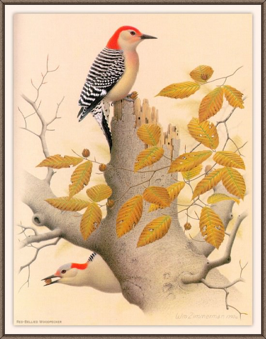 Sj WbZ 02 Red-bellied Woodpecker, �����: Zimmerman, Albert