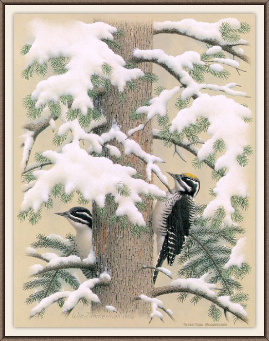 Sj WbZ 23 Three-toed Woodpecker, �����: Zimmerman, Albert