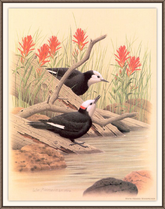 Sj WbZ 09 White-headed Woodpecker, �����: Zimmerman, Albert