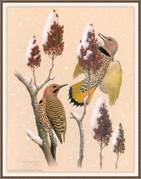 Sj WbZ 06 Northern Yellow-shafted Flicker, �����: Zimmerman, Albert