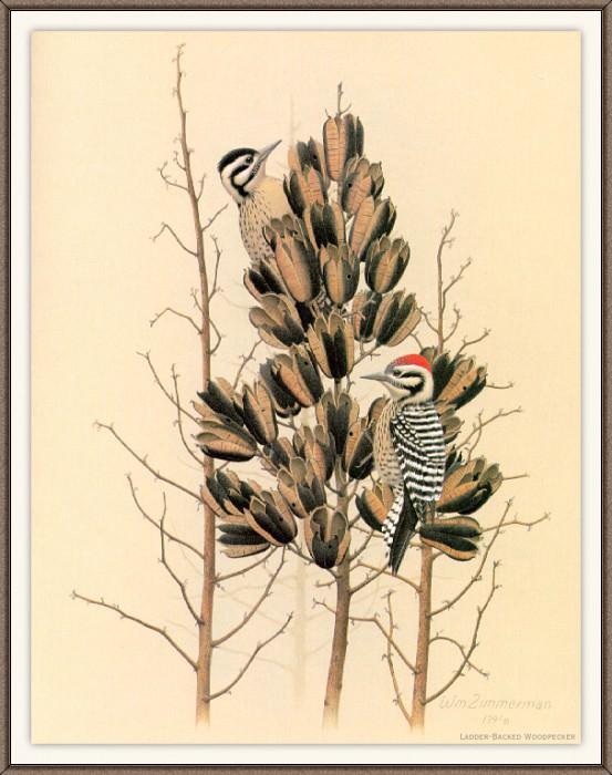 Sj WbZ 16 Ladder-backed Woodpecker, �����: Zimmerman, Albert