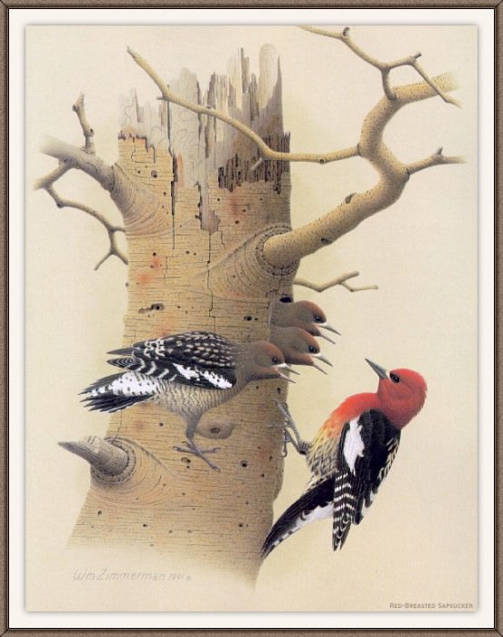 Sj WbZ 11 Red-breasted Sapsucker, �����: Zimmerman, Albert