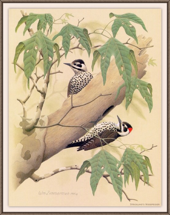 Sj WbZ 20 Stricklands Woodpecker, �����: Zimmerman, Albert