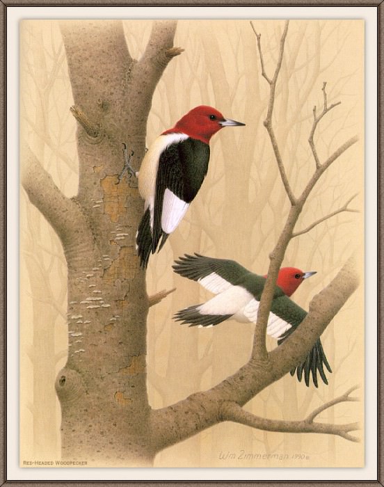 Sj WbZ 01 Red-headed Woodpecker, �����: Zimmerman, Albert