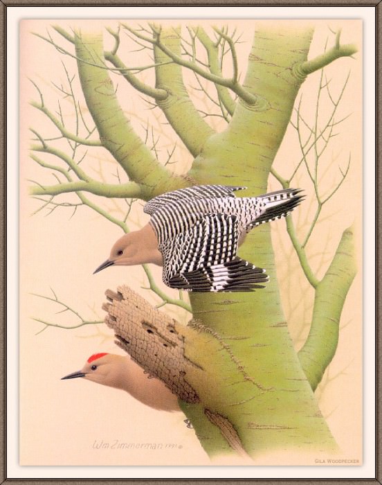 Sj WbZ 14 Gila Woodpecker, �����: Zimmerman, Albert