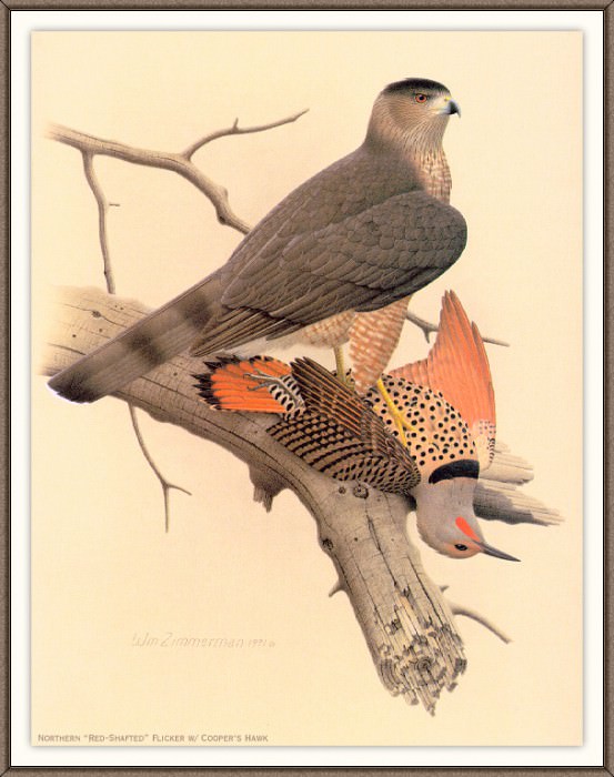 Sj WbZ 24 Northern Red-shafted Flicker, �����: Zimmerman, Albert