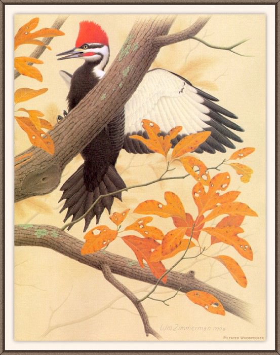 Sj WbZ 12 Pileated Woodpecker 2, �����: Zimmerman, Albert