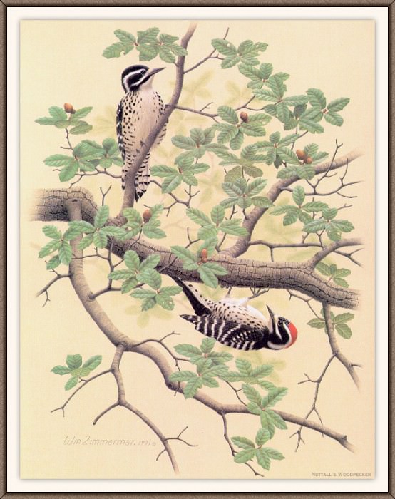 Sj WbZ 15 Nuttalls Woodpecker, �����: Zimmerman, Albert