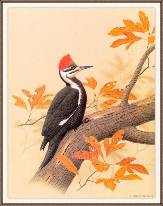 Sj WbZ 10 Pileated Woodpecker 1, �����: Zimmerman, Albert