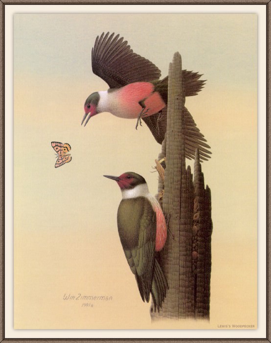 Sj WbZ 17 Lewiss Woodpecker, �����: Zimmerman, Albert