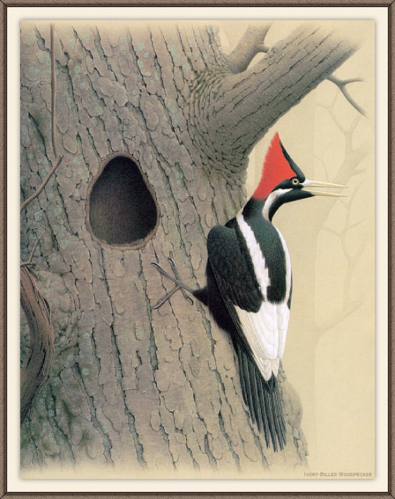 Sj WbZ 27 Ivory-billed Woodpecker 2, �����: Zimmerman, Albert