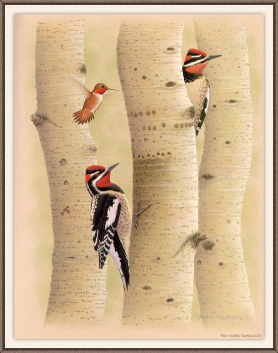 Sj WbZ 19 Red-napped Sapsucker, �����: Zimmerman, Albert