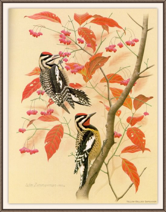 Sj WbZ 07 Yellow-bellied Sapsucker, �����: Zimmerman, Albert