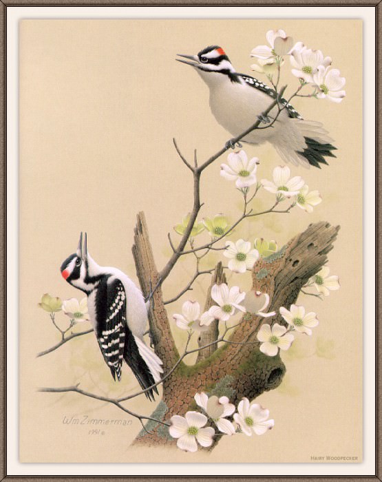 Sj WbZ 03 Hairy Woodpecker, �����: Zimmerman, Albert