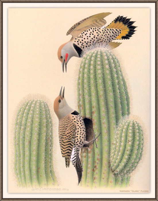 Sj WbZ 25 Northern Gilded Flicker, �����: Zimmerman, Albert