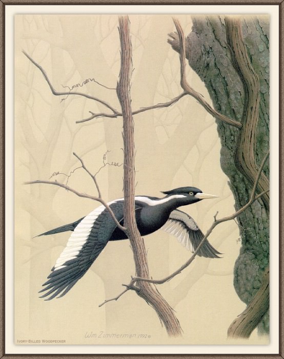 Sj WbZ 26 Ivory-billed Woodpecker 1, �����: Zimmerman, Albert