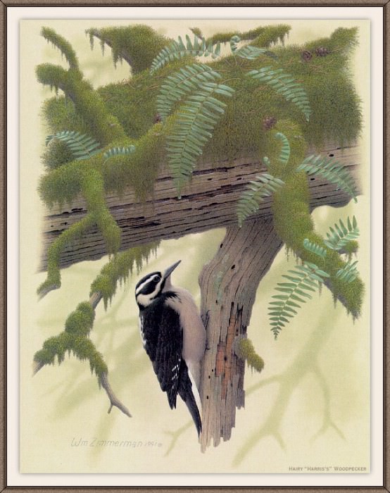 Sj WbZ 22 Hairy Harriss Woodpecker, �����: Zimmerman, Albert