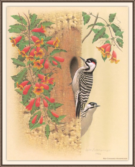 Sj WbZ 21 Red-cockaded Woodpecker, �����: Zimmerman, Albert