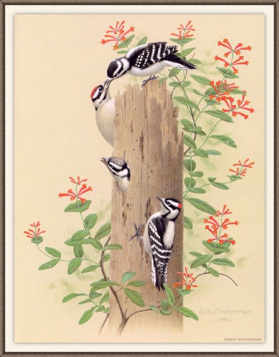 Sj WbZ 04 Downy Woodpecker, �����: Zimmerman, Albert
