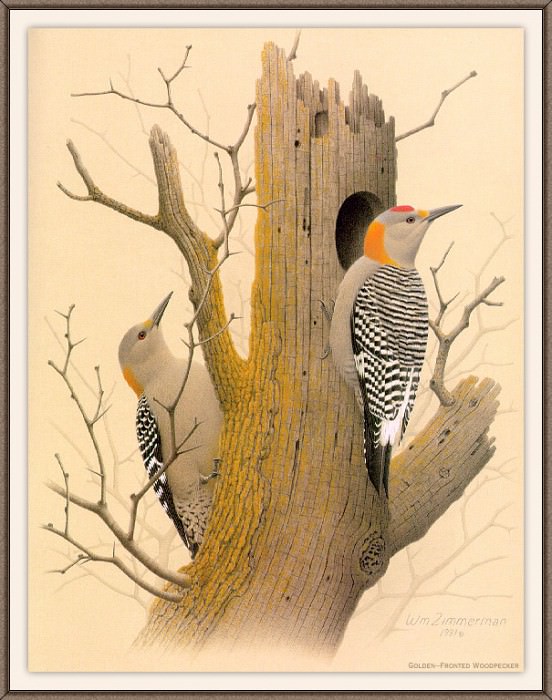 Sj WbZ 18 Golden-fronted Woodpecker, �����: Zimmerman, Albert