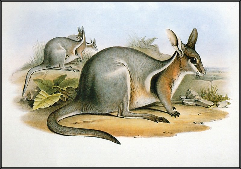 pa AVM end 03 Gould BridledNail-TailWallaby, �����: Gould, John