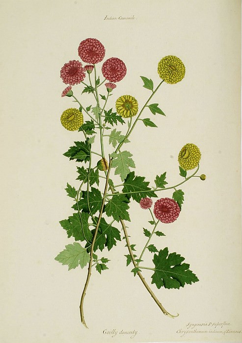 ����� 1 - ������������ ��������� ����������� �������� - Dendranthema x grandiflora   15125 172