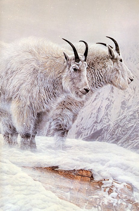 Изображение в архиве: Parker, Ron - Mountain Goat (end, Автор: Parker, Ron