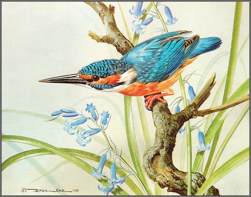 pa BasilEde 22 Kingfisher, Автор: Ede, Basil