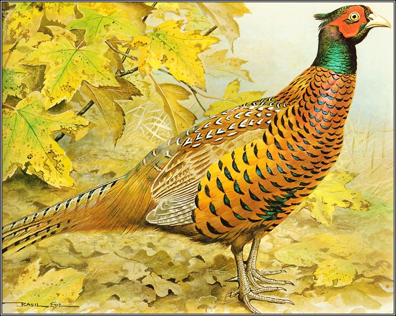   - pa BasilEde 59 Pheasant